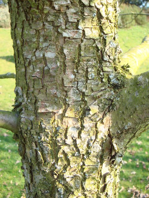 Davidia involucrata ecorce
